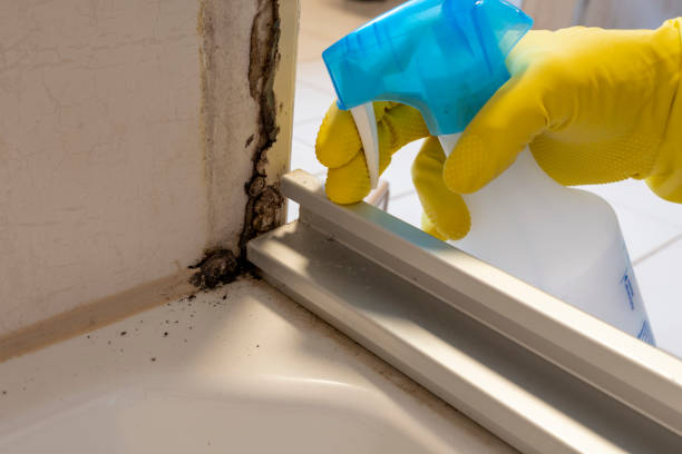 Reliable Clayton, NJ Mold Remediation Solutions
