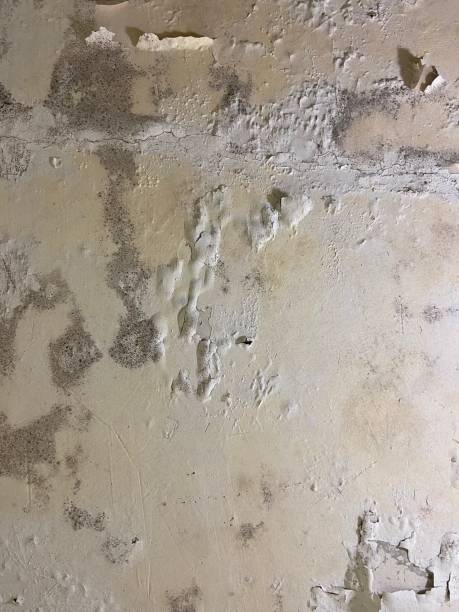 Best White Mold Remediation in Clayton, NJ