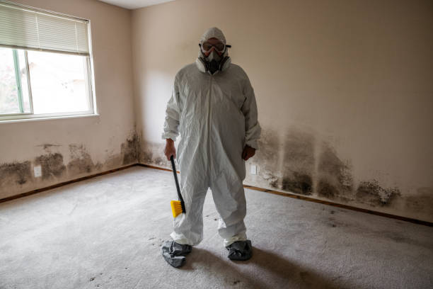 Best Black Mold Remediation in Clayton, NJ