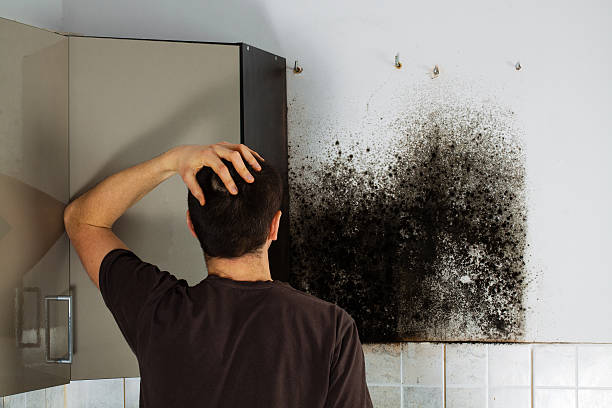 Best Crawl Space Mold Remediation in Clayton, NJ